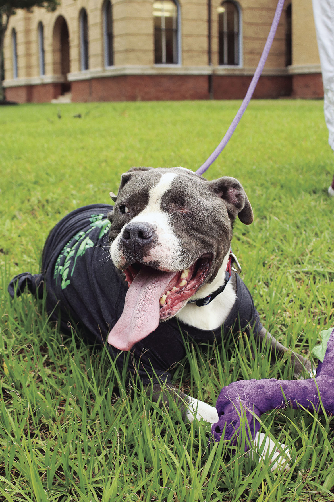 Dog's owner charged with shooting pet twice in the head